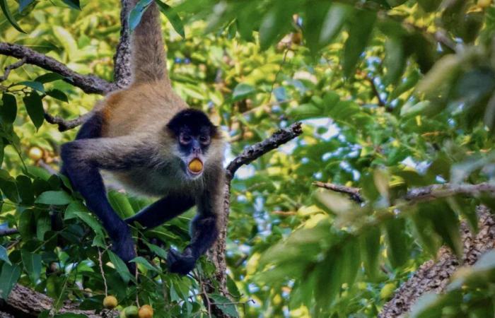 Quels sont les effets réels de l’alcool sur les animaux sauvages : des révélations surprenantes