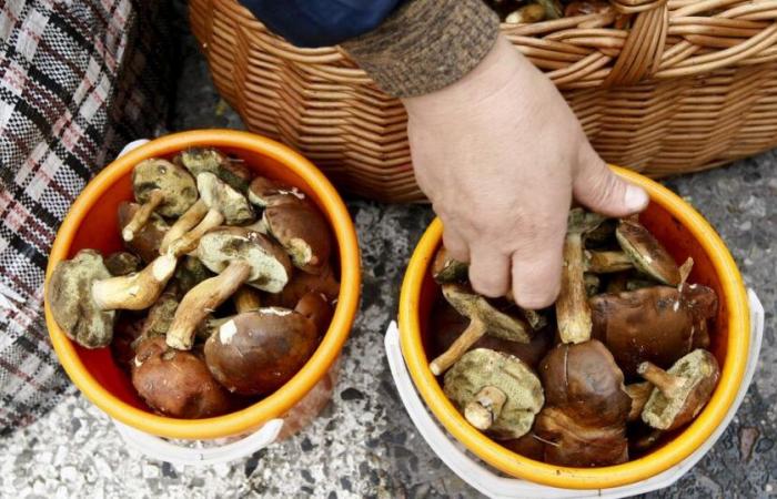 Le recours à l’intelligence artificielle dans la cueillette des champignons n’est pas sans risques