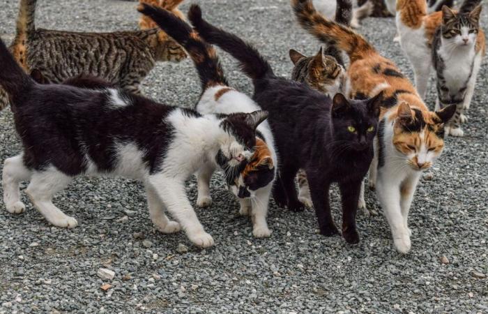 Les propriétaires d’animaux errants seront verbalisés dans cette commune