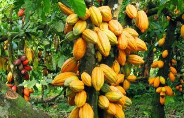 la production de cacao devrait augmenter de 10 % en 2024/2025