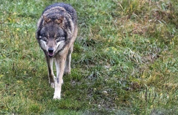 Critique et pétition après la décision d’abattre la première meute de loups du Parc national suisse