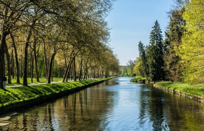 enquête ouverte après la mort de nombreux poissons dans un canal pollué au sucre