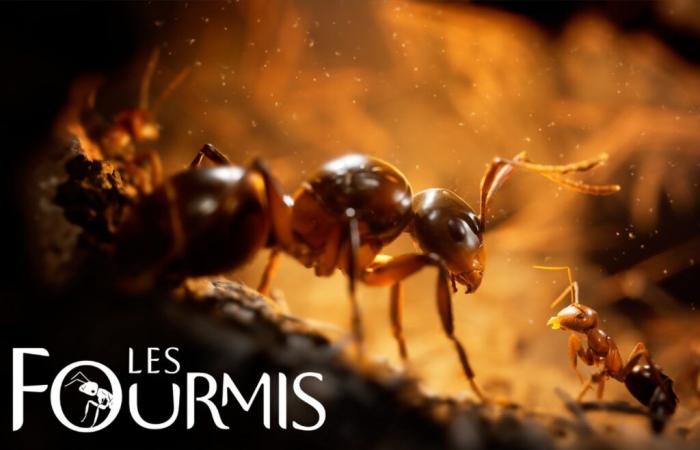 Le jeu Ants est à un prix fou juste avant son lancement