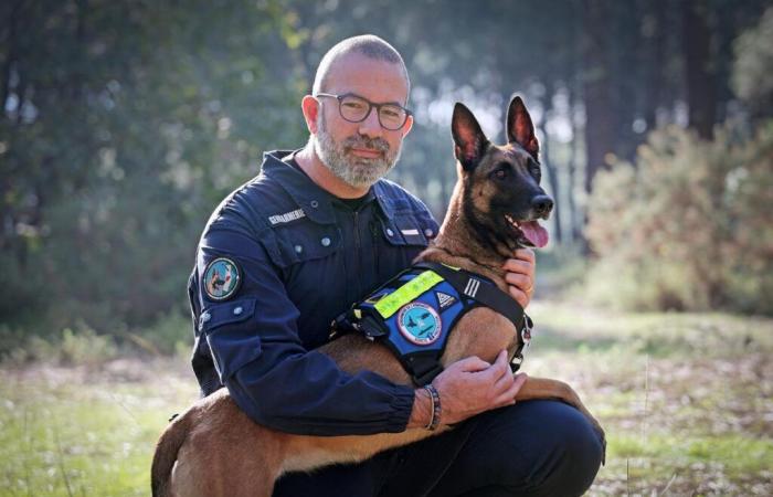 de la SPA, un Malinois fait aujourd’hui la fierté de la gendarmerie armée