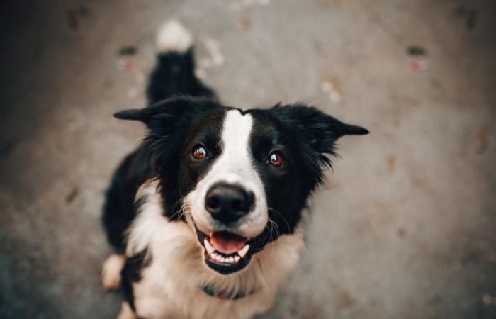 L’Association de Protection des Animaux de Saint-Gilles a besoin de vous