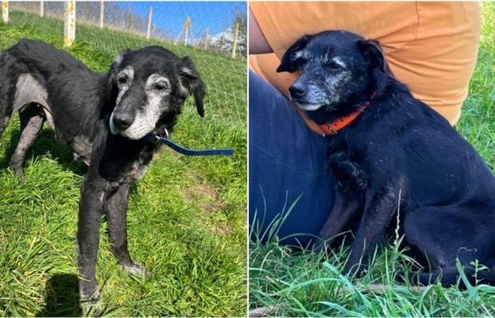 Hermine et Smarthies, deux résidents du refuge Eure SPA à Évreux, sont décédés