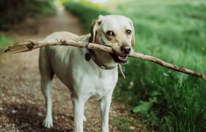 pièges venimeux installés pour les animaux à la frontière belge