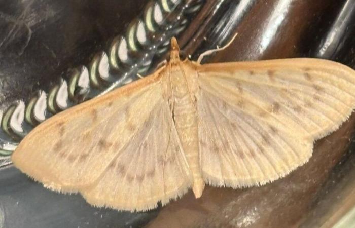 Une espèce de papillon africain observée pour la première fois dans le Sud-Ouest