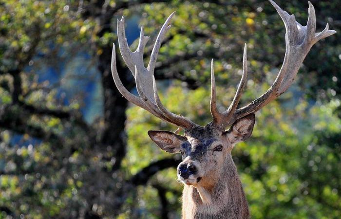 Un chasseur chargé et « piétiné » par un cerf lors d’une chasse dans les Ardennes