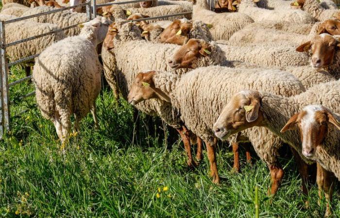 Face à la progression de la fièvre catarrhale, le préfet de l’Hérault demande aux éleveurs de vacciner leurs animaux