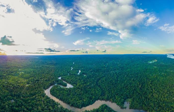 l’affaiblissement du courant de l’océan Atlantique pourrait conduire à l’effondrement de la forêt amazonienne !