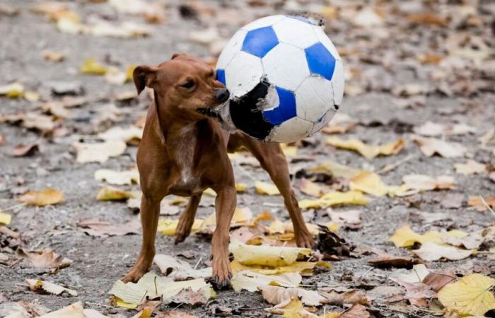 cette mairie de Dordogne fait payer les propriétaires de chiens errants