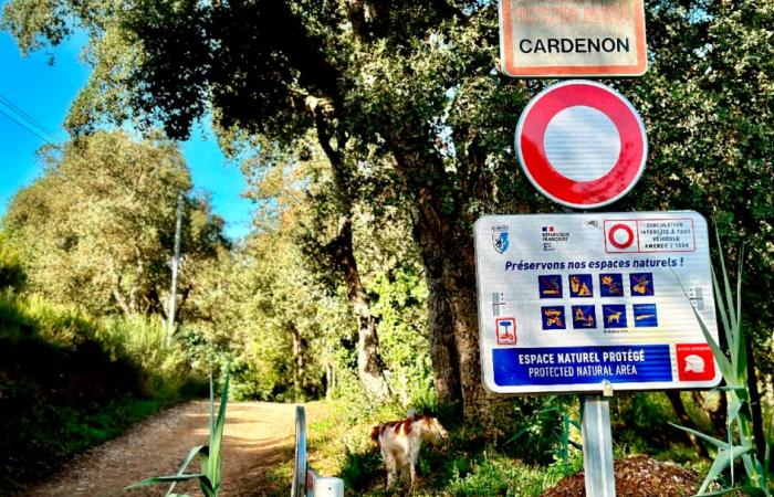 Jeune père, cueillette de champignons entre amis… On en sait plus sur l’accident de chasse à Bormes