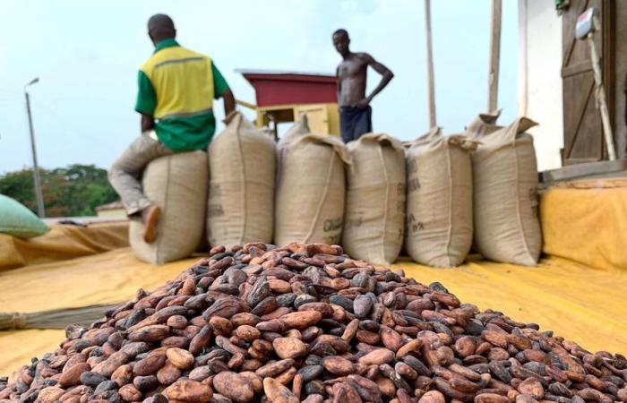 Les producteurs de cacao ghanéens accumulent des fèves en prévision de la hausse des prix