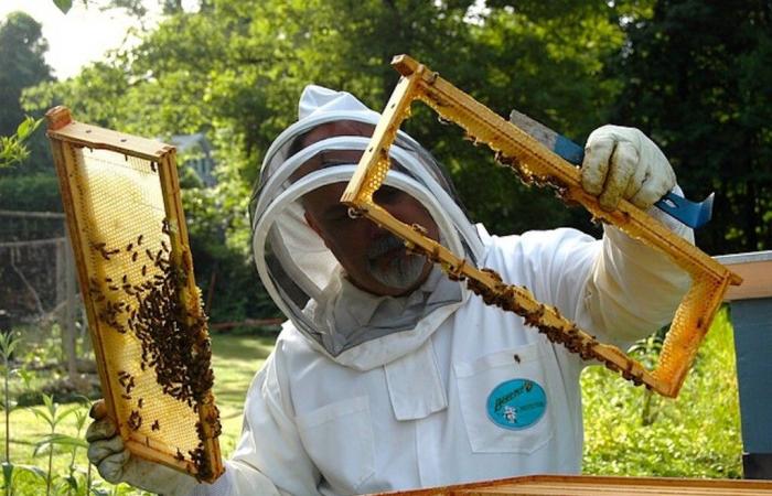 pourquoi le marché du miel est désorganisé et complique le travail des apiculteurs