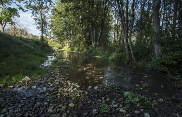 Les poissons meurent en grand nombre après une mystérieuse pollution par le sucre