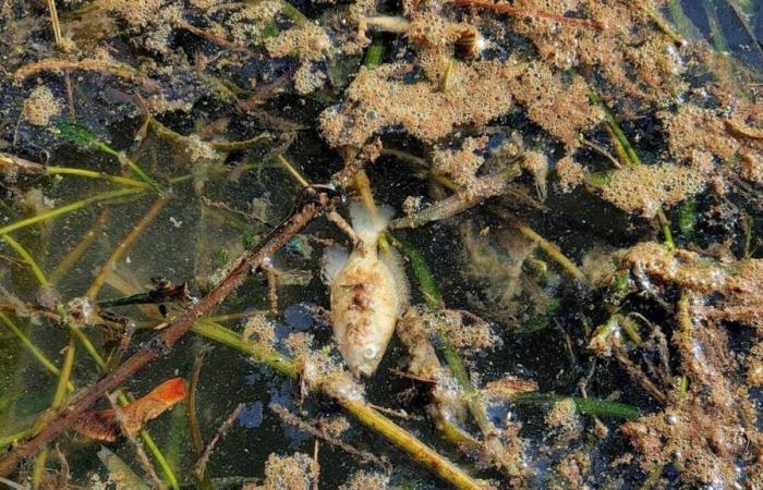 Une enquête en cours après une pollution sucrée d’un canal de Seine-et-Marne qui a tué des poissons