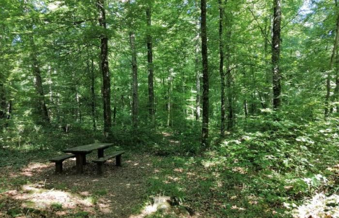 il a fini par se faire amputer d’une jambe après avoir cueilli dans une forêt à Bormes-les-Mimosas