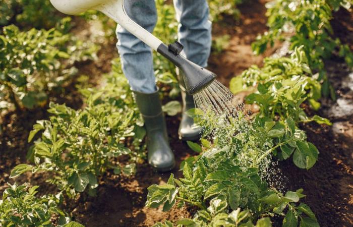 Quel est l’impact de l’agriculture biologique sur l’environnement ?