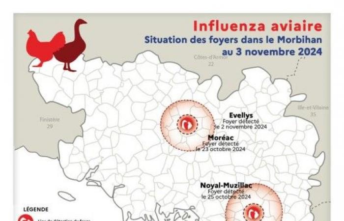 Le Morbihan, toujours touché par un cas de grippe aviaire