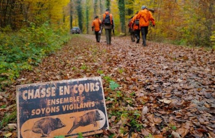 un père amputé après un accident de chasse alors qu’il cueillait des champignons