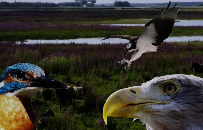 Avant-première du documentaire « De Biesbosch, Nature in Motion » au cinéma DeWitt