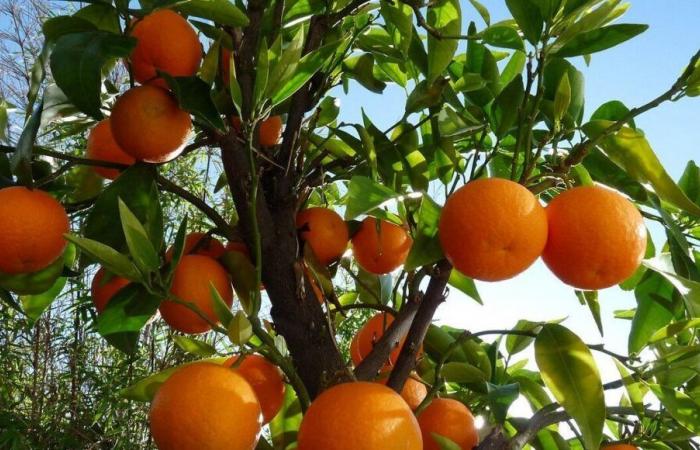 Après les inondations en Espagne, le risque de pénurie de clémentines et d’oranges en France