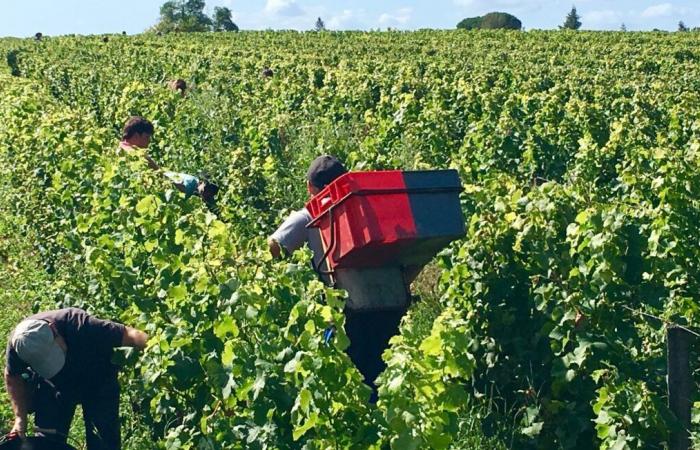 Deux Marocains reconnus coupables de traite des êtres humains dans les vignobles