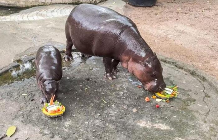 La star d’Internet Hippopotamus prédit le résultat de l’élection présidentielle américaine