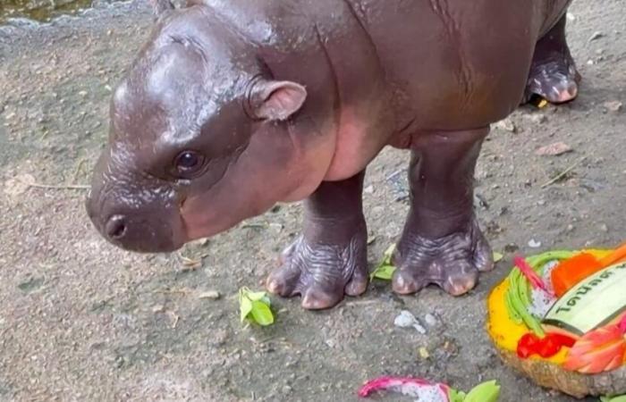 La star des réseaux sociaux, bébé hippopotame, prédit le résultat