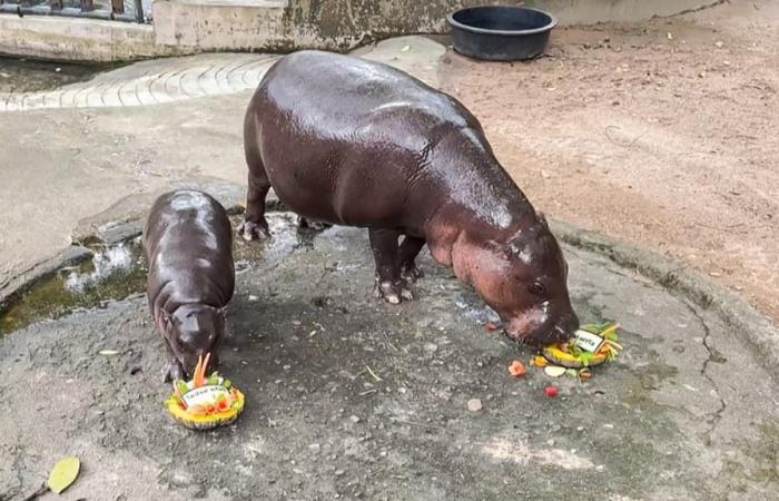 Moo Deng, star des réseaux sociaux, bébé hippopotame, prédit la victoire de Trump