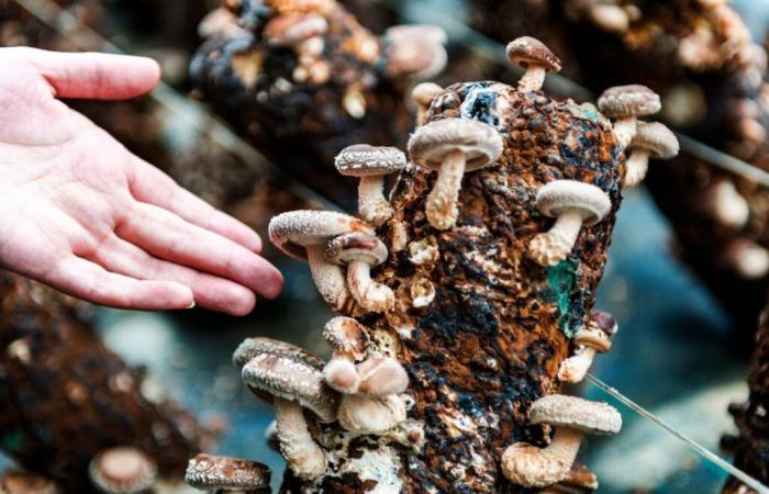 une étude révèle le potentiel des déchets dans la production de champignons !