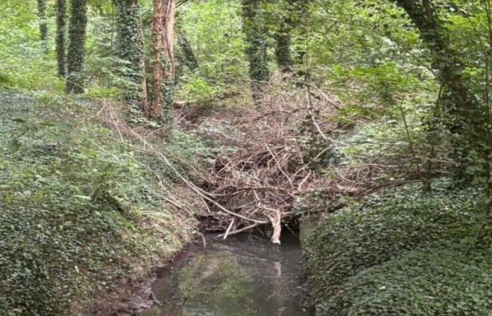 Face au risque d’inondation, des travaux d’entretien prévus sur ce fleuve de Seine-et-Marne