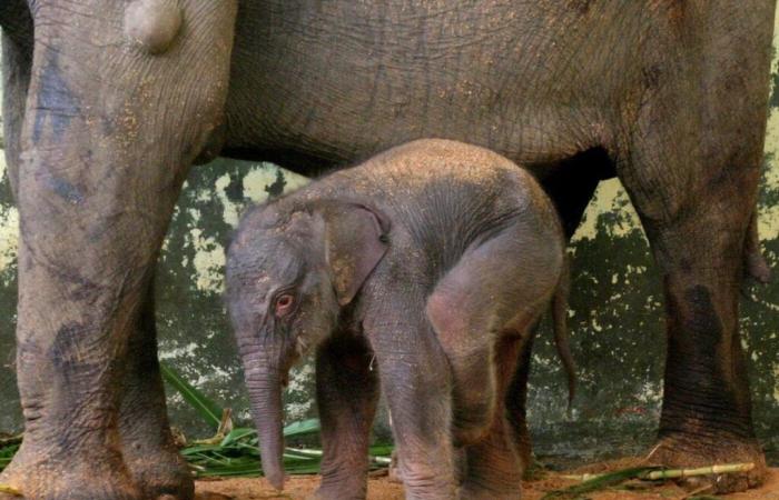 rare naissance d’un éléphant de Sumatra