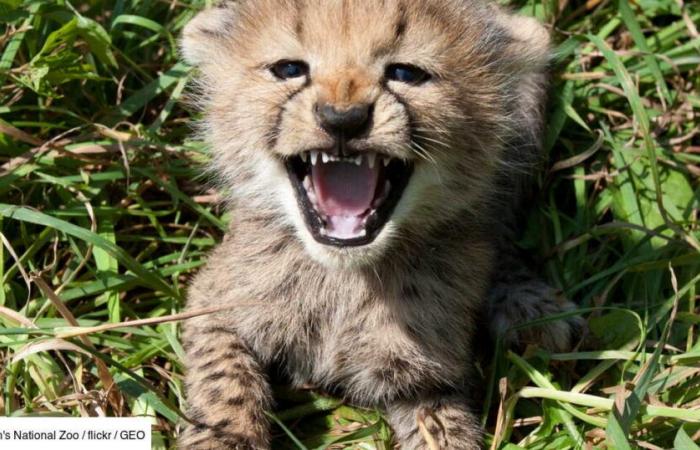 la découverte exceptionnelle d’un guépard impeccable au Kenya