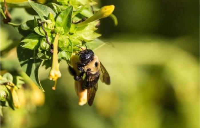 Les bourdons préfèrent les sols contaminés