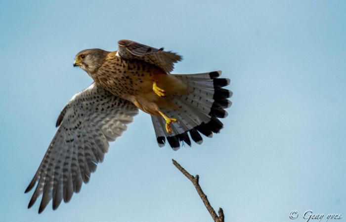 La police sauve un oiseau protégé lors d’une perquisition dans une maison dans l’Orne