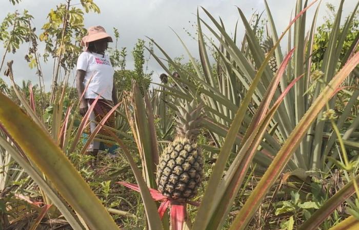 En Guyane, plus de 60% des agriculteurs touchés par la sécheresse