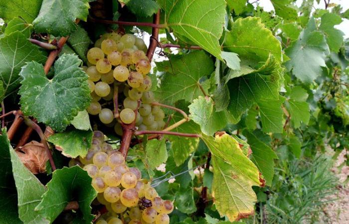 la prolifération d’un insecte inquiète au moment des vendanges