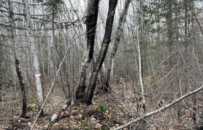 Un contrat pour abattre des arbres brûlés qui n’ont jamais brûlé