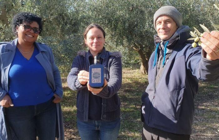 Dans les Alpes-de-Haute-Provence, on cultive des oliviers rares qui donnent une huile au « goût romain »