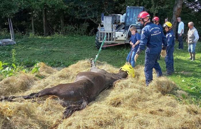 Les pompiers de Seine-et-Marne sensibilisent aux risques animaux