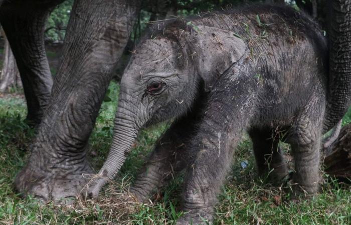 En danger critique d’extinction | Rare naissance d’un éléphant de Sumatra en Indonésie