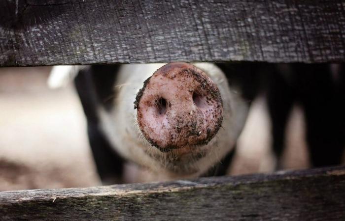 Un projet de porcherie fait polémique à Vicq-sur-Breuilh