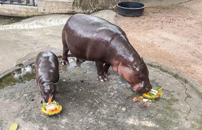 La star d’Internet Hippopotamus prédit la victoire de Donald Trump