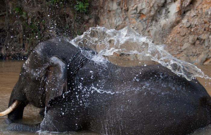 un petit éléphant de Sumatra est né, une bonne nouvelle pour cette sous-espèce en danger critique d’extinction