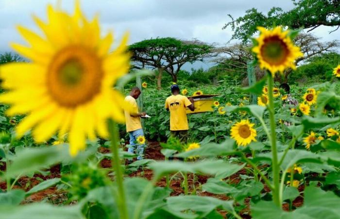 Les éléphants détestent les abeilles, et c’est tant mieux pour les agriculteurs africains