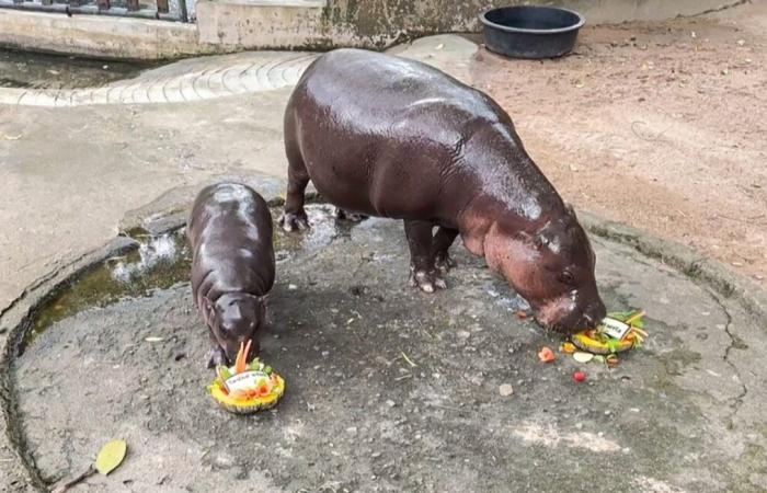 Un hippopotame star d’Internet a prédit le gagnant