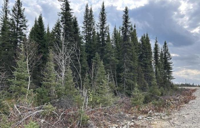 Un contrat pour abattre des arbres brûlés qui n’ont jamais brûlé