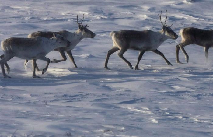 Protection des caribous | Les biologistes dénoncent le manque de courage et de vision des élus